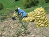 Ранните картофи се засаждат от края на февруари до средата на март